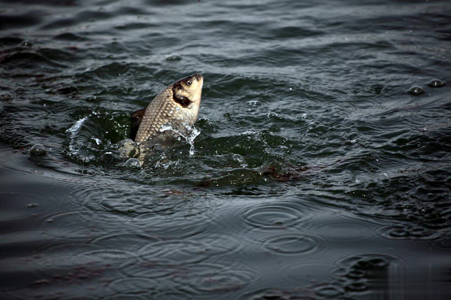 msn, 深秋野钓的, 这个问题并